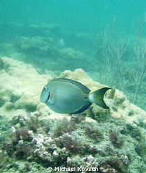 Doctor fish on the Inside Reef at Lauderdale by the Sea by Michael Kovach 